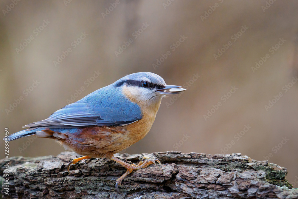The Eurasian nuthatch (Sitta europaea) with a sunflower in its beak sitting on a tree branch The Eurasian nuthatch (Sitta europaea) with a sunflower in its beak sitting on a tree branch