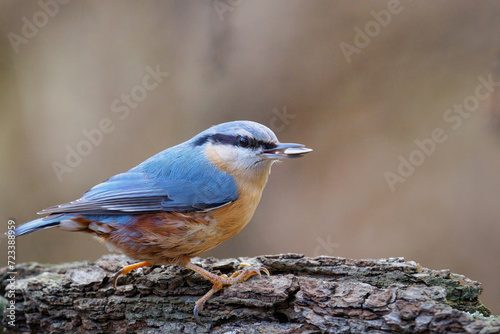 The Eurasian nuthatch (Sitta europaea) with a sunflower in its beak sitting on a tree branch