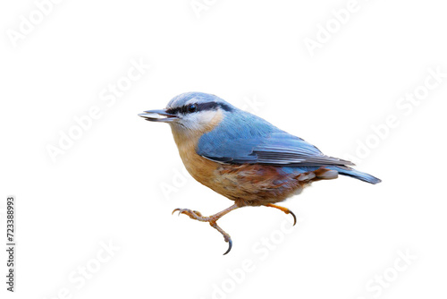 nuthatch with seed in beak isolated on white background © fotomaster