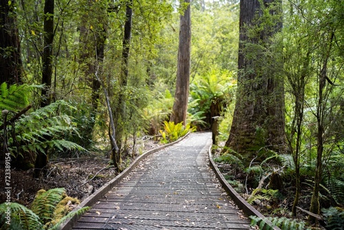 boardwalk walking track in a national park in tasmania australia in spring