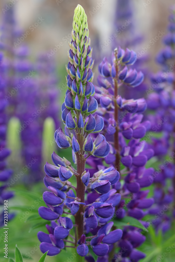 Fototapeta premium Purple Lupin flowers blooms in the field. Bunch of lupines summer flower background. Violet spring and summer flower. Pink flowers Lupine a green background. Lupinus. Fabaceae Family. Blooming lupine