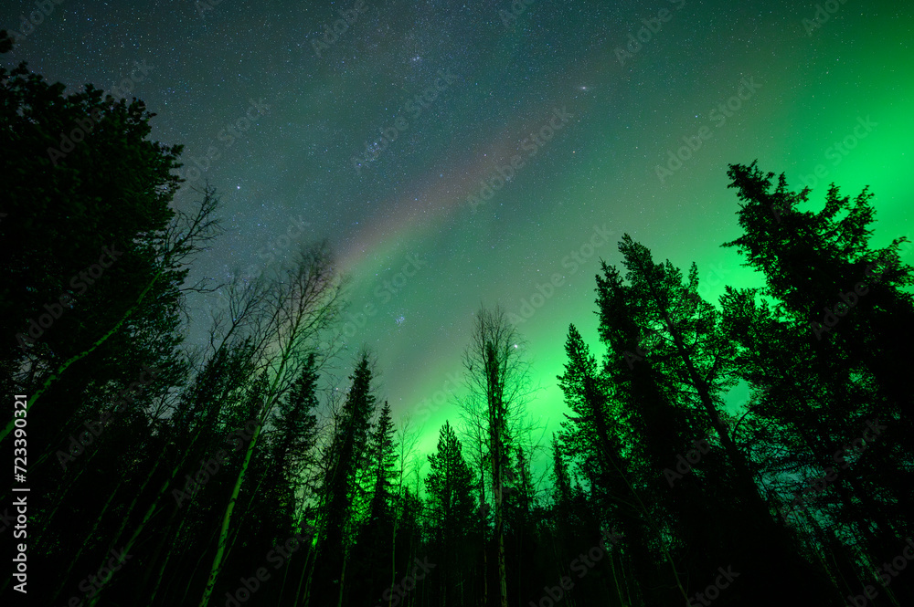 Forrest Aurora Forrest Aurora