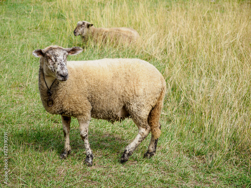 Two sheep in a meadow, one in the foreground with great detail, in a meadow feeding, one of them lying down in the background