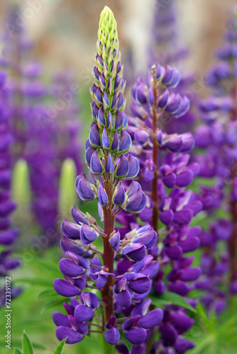 Purple Lupin flowers blooms in the field. Bunch of lupines summer flower background. Violet spring and summer flower. Pink flowers Lupine a green background. Lupinus. Fabaceae Family. Blooming lupine
