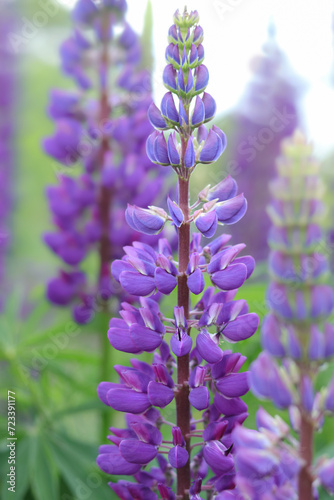 Purple Lupin flowers blooms in the field. Bunch of lupines summer flower background. Violet spring and summer flower. Pink flowers Lupine a green background. Lupinus. Fabaceae Family. Blooming lupine