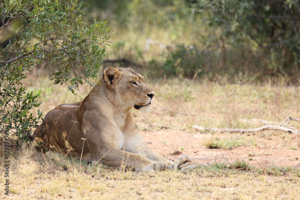 Afrikanischer Löwe / African lion / Panthera leo. Afrikanischer Löwe / African lion / Panthera leo.