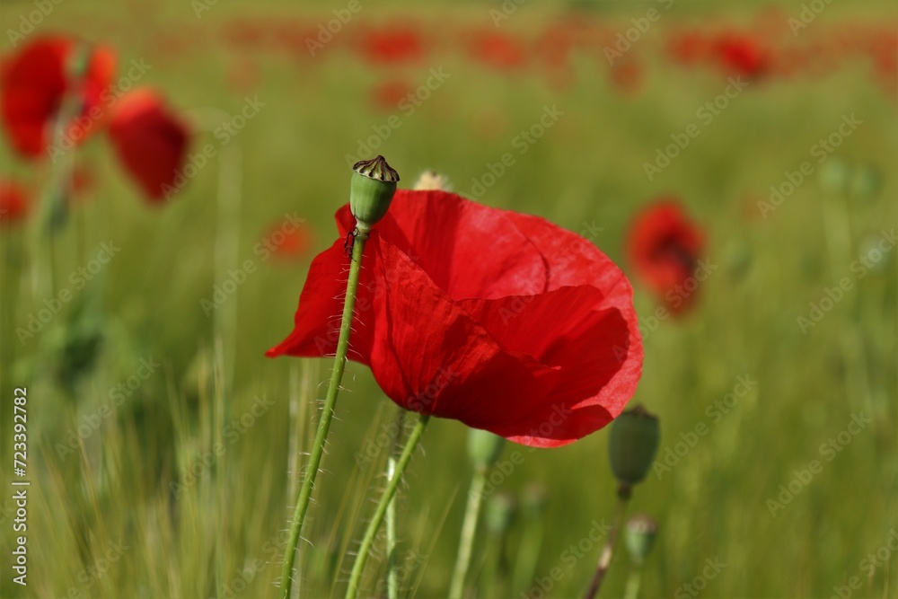 Obraz premium Flowers