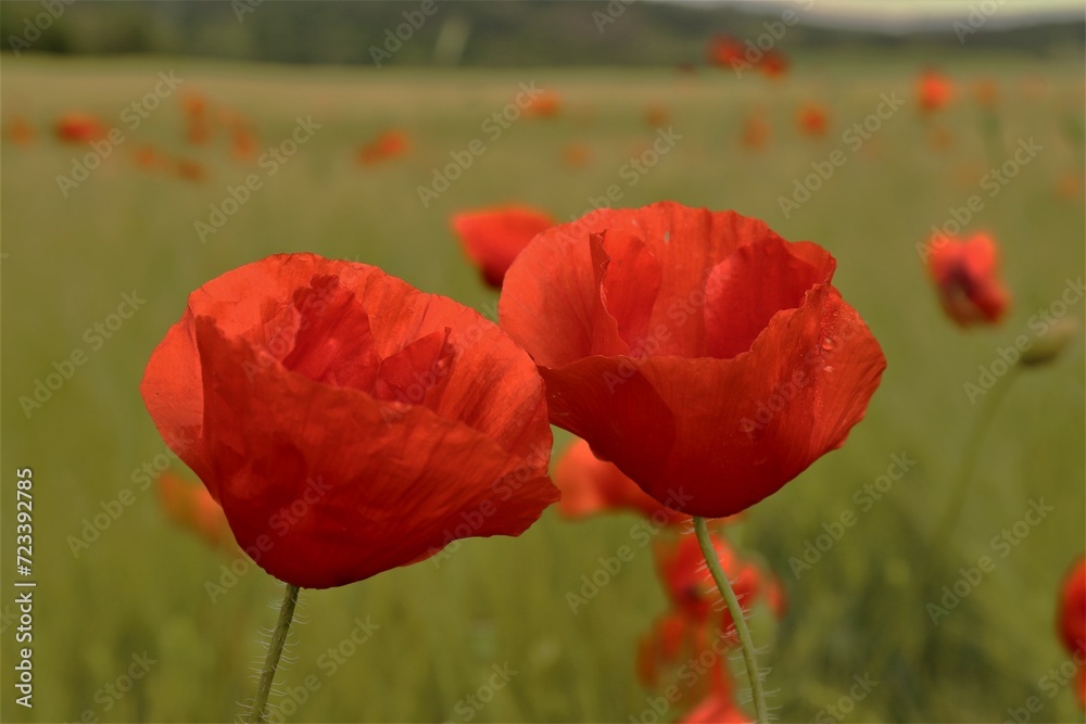 Obraz premium Flowers