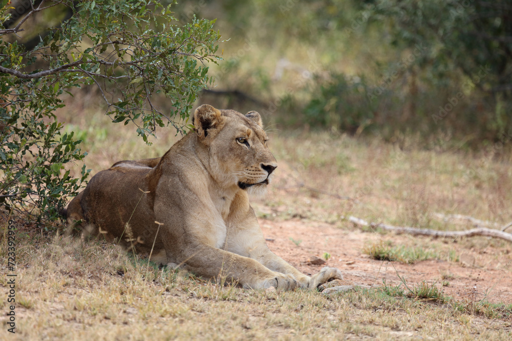 Afrikanischer Löwe / African lion / Panthera leo. Afrikanischer Löwe / African lion / Panthera leo.