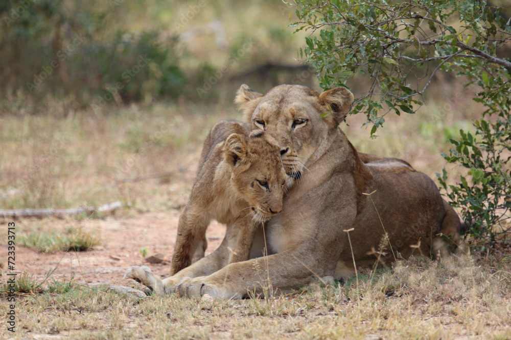 Afrikanischer Löwe / African lion / Panthera leo... Afrikanischer Löwe / African lion / Panthera leo...