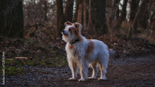 Süßer Hund