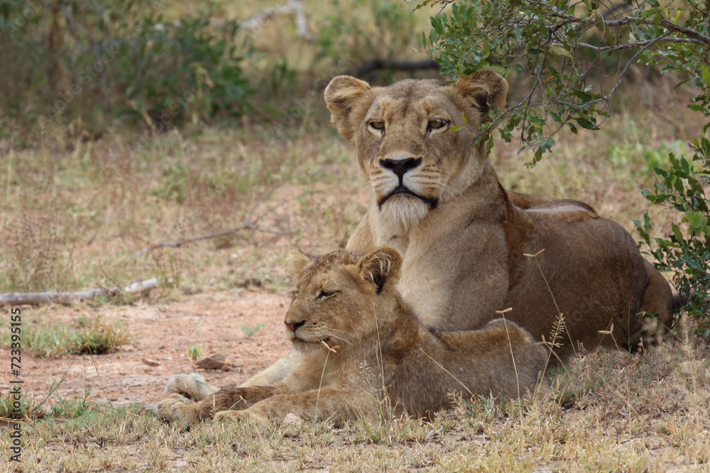 Afrikanischer Löwe / African lion / Panthera leo... Afrikanischer Löwe / African lion / Panthera leo...