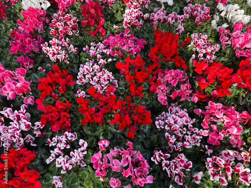 Beautiful Cyclamen persicum Flowers closeup.Nature Floral Background of Cyclamen Flowers different colors.Bright natura Wallpaper.Close-up red, pink, purple and white Flowers.Cyclamen's blossom season © piece_ov_art