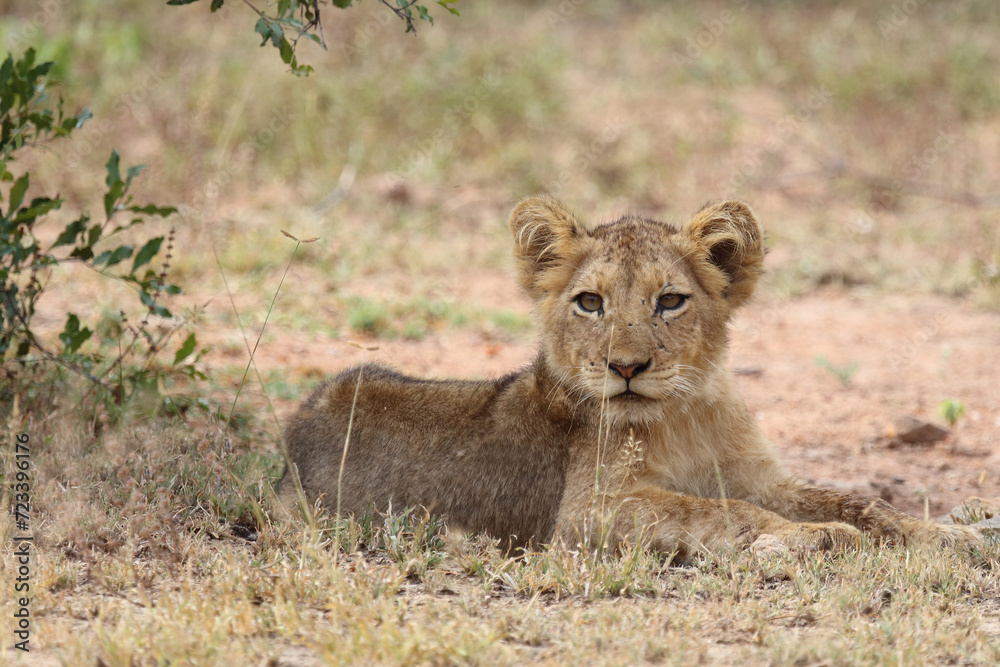 Afrikanischer Löwe / African lion / Panthera leo... Afrikanischer Löwe / African lion / Panthera leo...