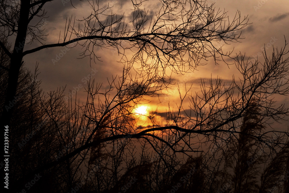 sunset behind the trees sunset behind the trees