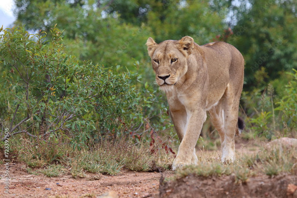 Afrikanischer Löwe / African lion / Panthera leo. Afrikanischer Löwe / African lion / Panthera leo.