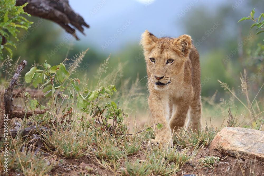 Afrikanischer Löwe / African lion / Panthera leo... Afrikanischer Löwe / African lion / Panthera leo...
