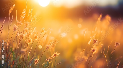 Meadow grass flower with dewdrops in the morning with golden sunrise sky. Selective focus on grass flower on blur bokeh background of yellow and orange sunshine. Grass field with sunrise sky.   © Ziyan