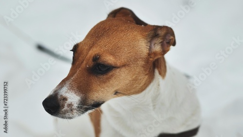 A Jack Russell Terrier trembles in the winter snow.