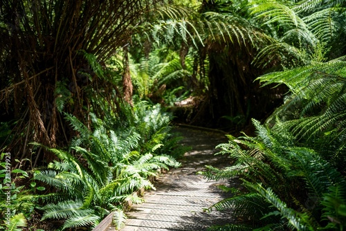 boardwalk walking track in a national park in tasmania australia in spring photo
