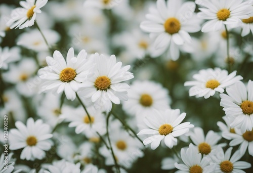 White Floral Pattern with Leaves and Flowers in a Meadow