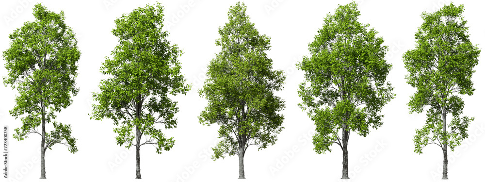 ภาพประกอบสต็อก Cutout environmental trees growth shapes set transparent ...