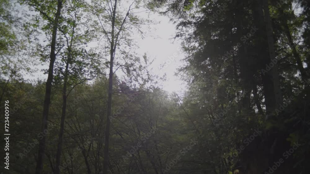 Wald Forest Natur im Herbst Ruhe Stille Freiheit Wald Forest Natur im Herbst Ruhe Stille Freiheit