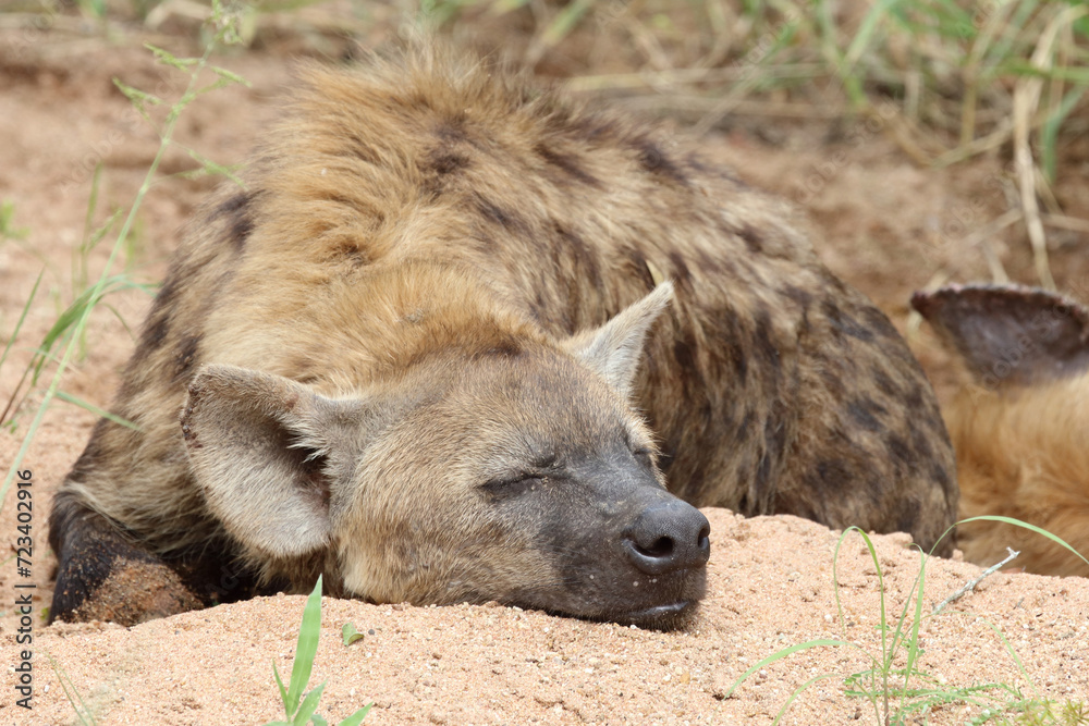 Tüpfelhyäne / Spotted hyaena / Crocuta crocuta Tüpfelhyäne / Spotted hyaena / Crocuta crocuta