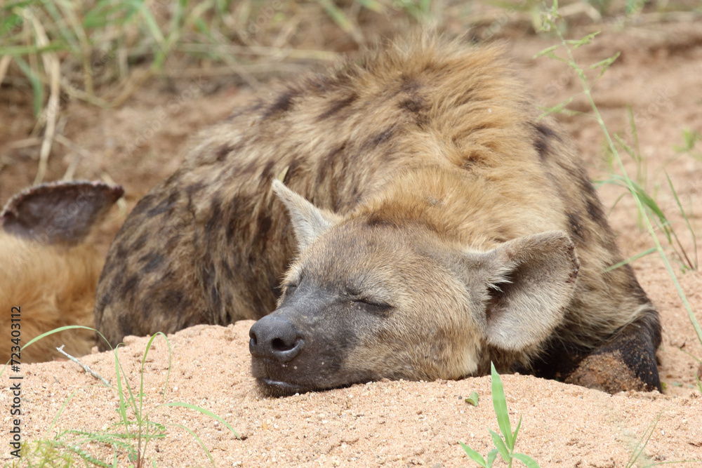 Tüpfelhyäne / Spotted hyaena / Crocuta crocuta Tüpfelhyäne / Spotted hyaena / Crocuta crocuta