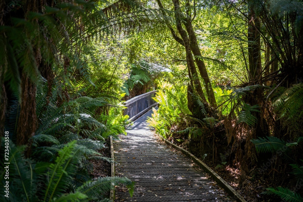 Obraz premium boardwalk walking track in a national park in tasmania australia in spring