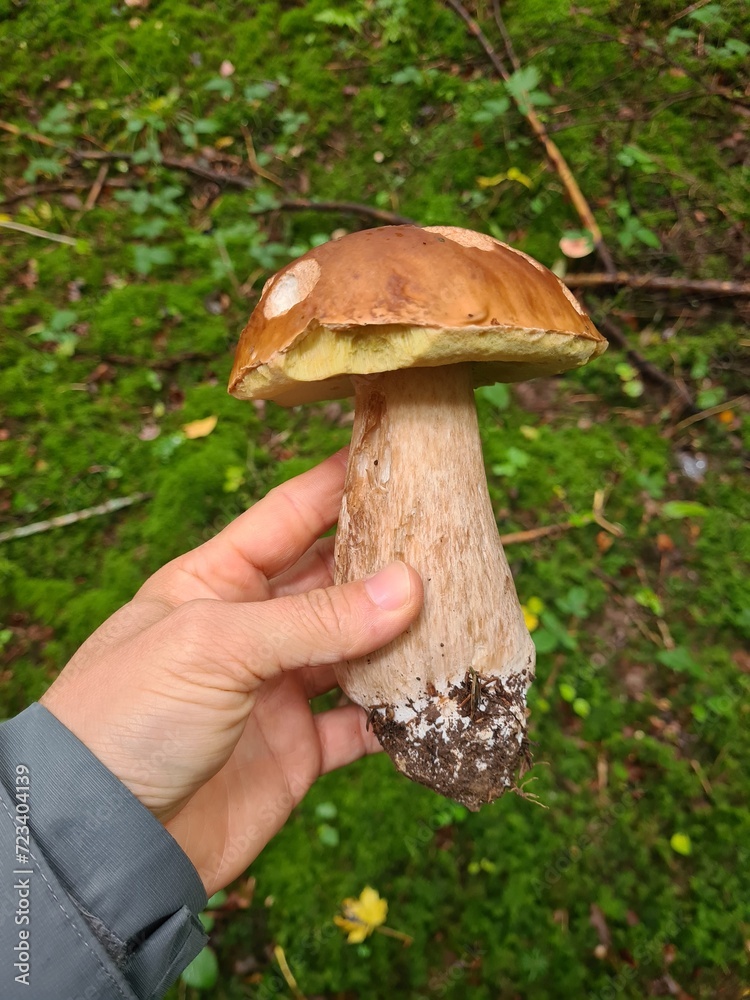 boletus edulis mushroom in the forest boletus edulis mushroom in the forest