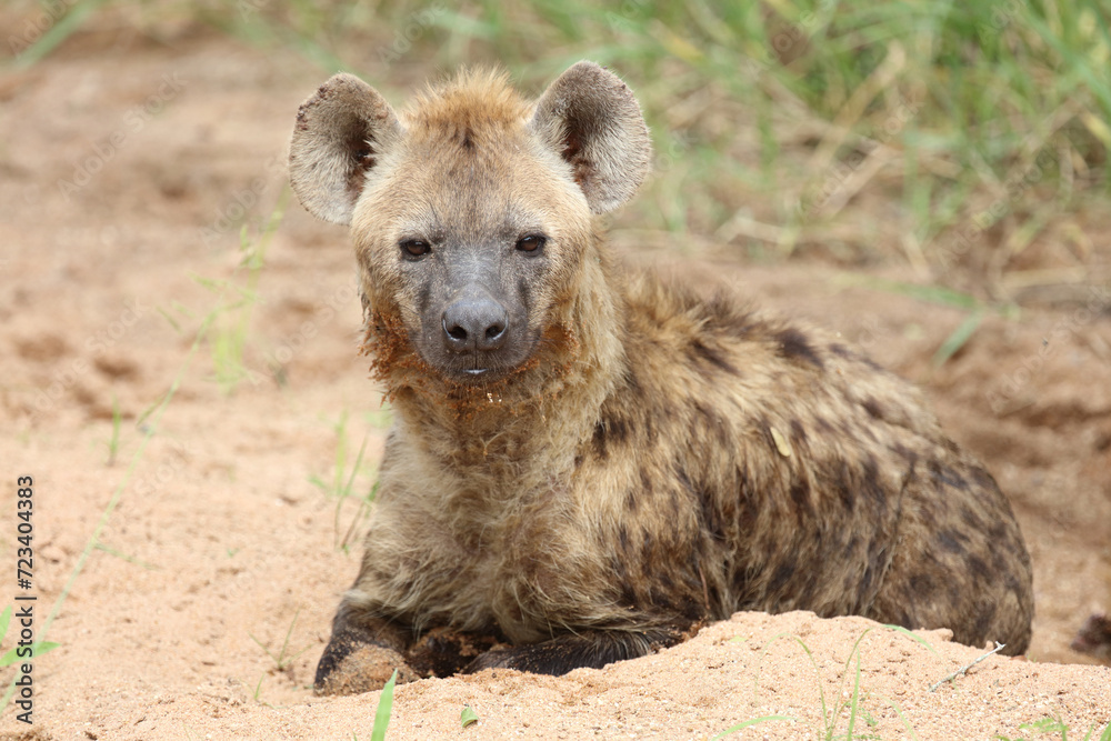 Tüpfelhyäne / Spotted hyaena / Crocuta crocuta Tüpfelhyäne / Spotted hyaena / Crocuta crocuta