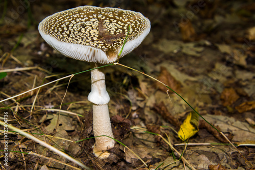 Panther cap in a oak forest near Dregely photo