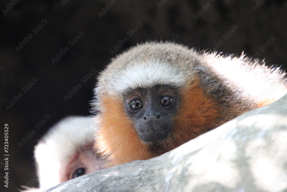 Naklejka premium tailed lemur