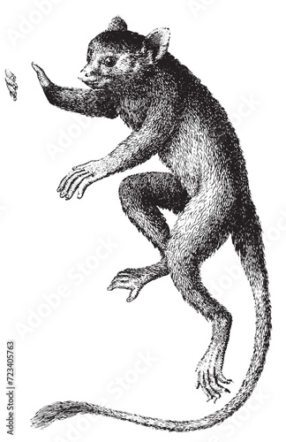 tarsius primate handcrafted illustration photo