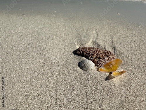Coquillage sur le sable