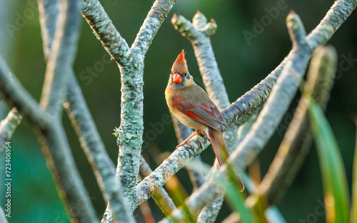 female cardinal perched on tree branch