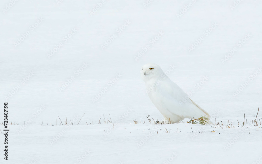 male snowy owl resting in winter snow