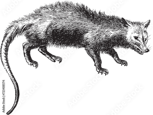 virginian opossum handcrafted illustration photo