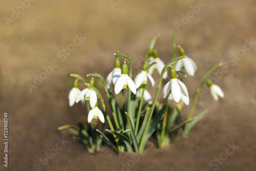 Beautiful flower. White spring snowflake (Leucojum vernum) in springtime forest. Close-up of blossoms of spring snowflakes with blurred background. White snowdrop flowers in spring.