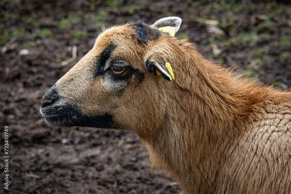 Portrait of a young goat, close-up