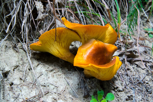 Jack-o-lantern mushroom in a forest in summer