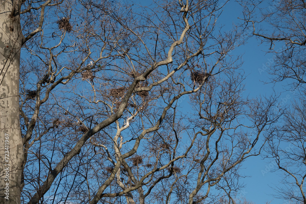 Pelican and bird nests on the dried tree branches against the blue sky in Gulhane park istanbul. A big mother pelican coming her own nest Pelican and bird nests on the dried tree branches against the blue sky in Gulhane park istanbul. A big mother pelican coming her own nest