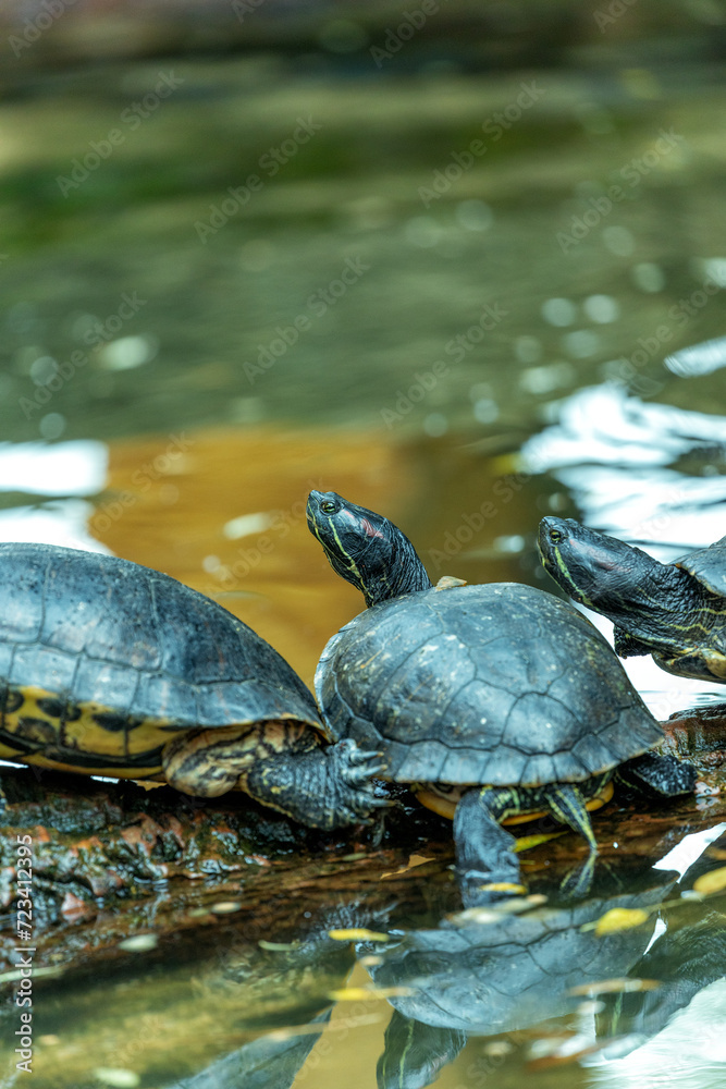 Red-eared Slider Turtle (Trachemys scripta elegans) in North America Red-eared Slider Turtle (Trachemys scripta elegans) in North America