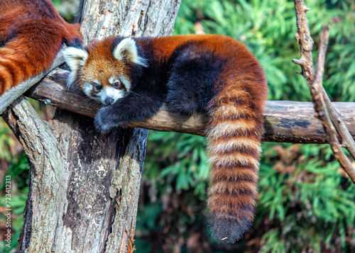 Red Panda (Ailurus fulgens) in the Himalayan Forests