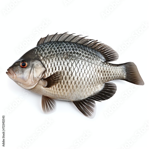 a tilapia, studio light , isolated on white background