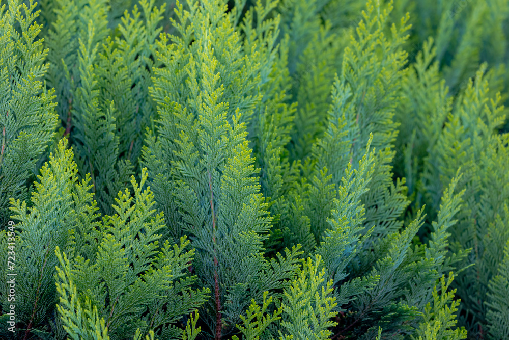 Green and yellow leaves of Chamaecyparis lawsoniana in garden, Port Orford cedar or Lawson cypress is a species of conifer in the genus Chamaecyparis, Family Cupressaceae, Nature greenery background. Green and yellow leaves of Chamaecyparis lawsoniana in garden, Port Orford cedar or Lawson cypress is a species of conifer in the genus Chamaecyparis, Family Cupressaceae, Nature greenery background.