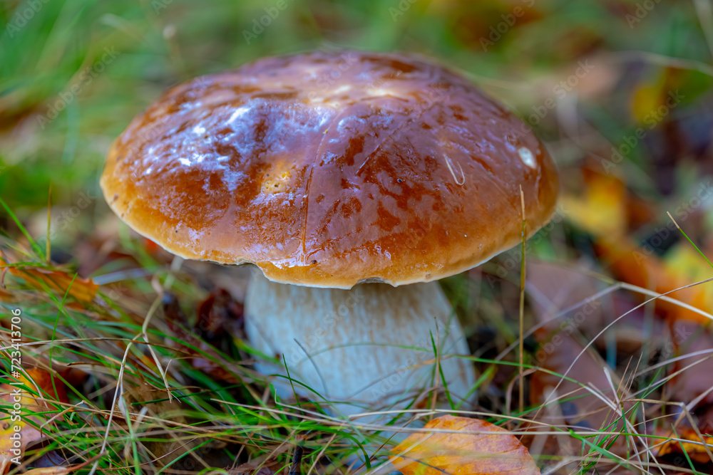 Selective focus of wild bolete mushroom in the wood, Boletus edulis is a basidiomycete fungus and the type species of the genus Boletus, Penny bun fungus in the forest, Nature Autumn background.