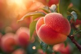 The vibrant red peach, perched delicately on a sunlit branch of the fruit tree, embodies the beauty and sweetness of nature's offerings in the great outdoors