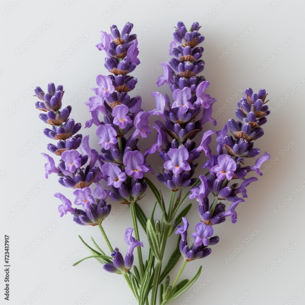 Fototapeta premium photo of lavender flower with white background